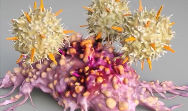 宝运莱·(中国区)官方网站