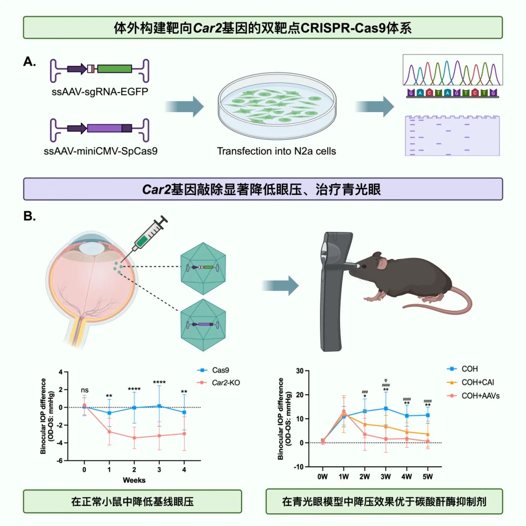宝运莱·(中国区)官方网站