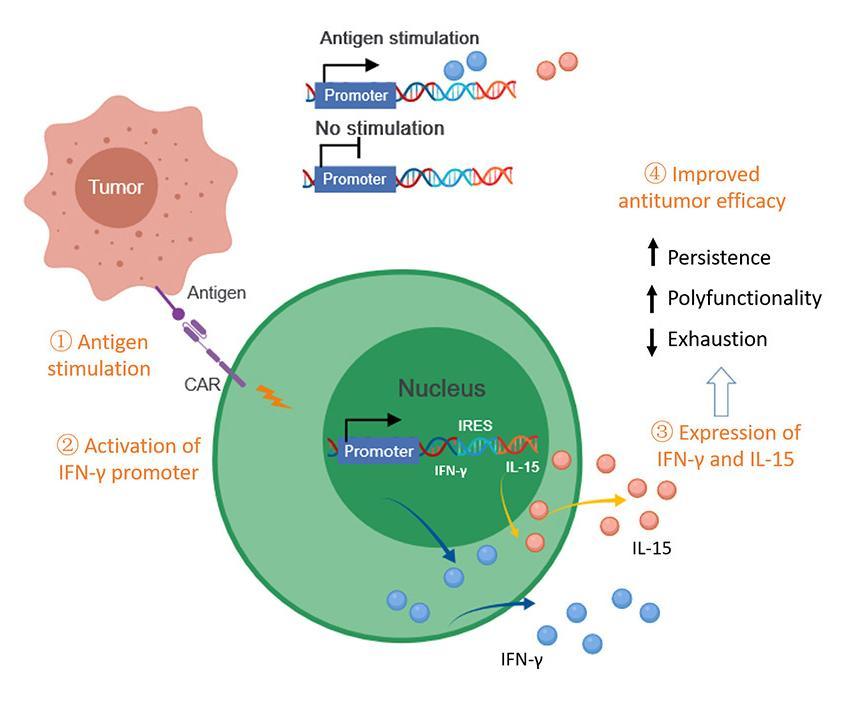 宝运莱·(中国区)官方网站
