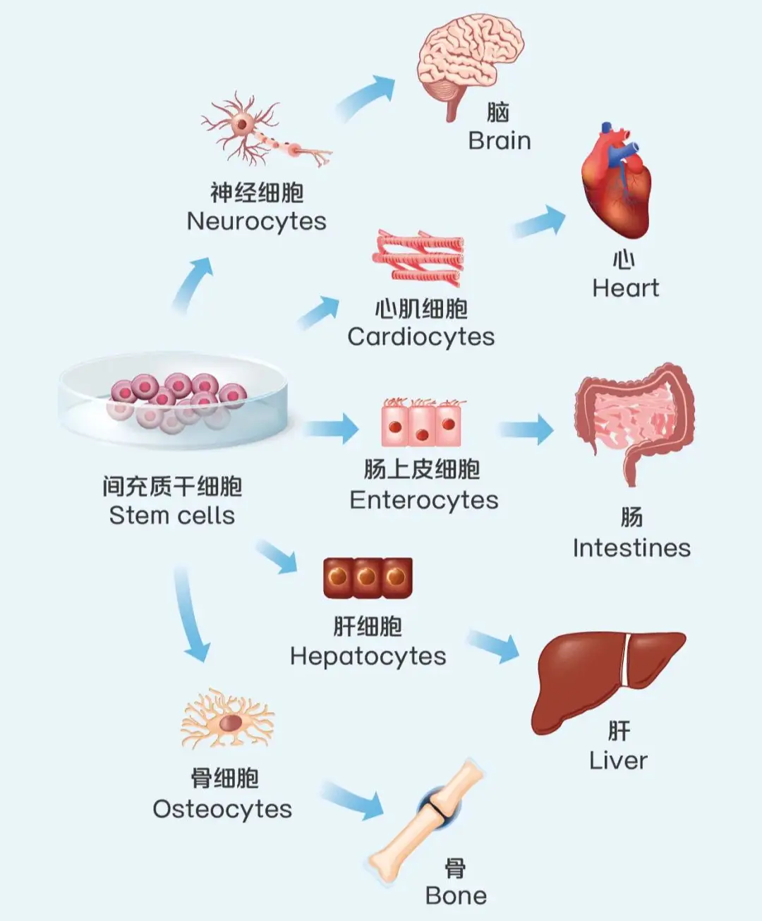 宝运莱·(中国区)官方网站