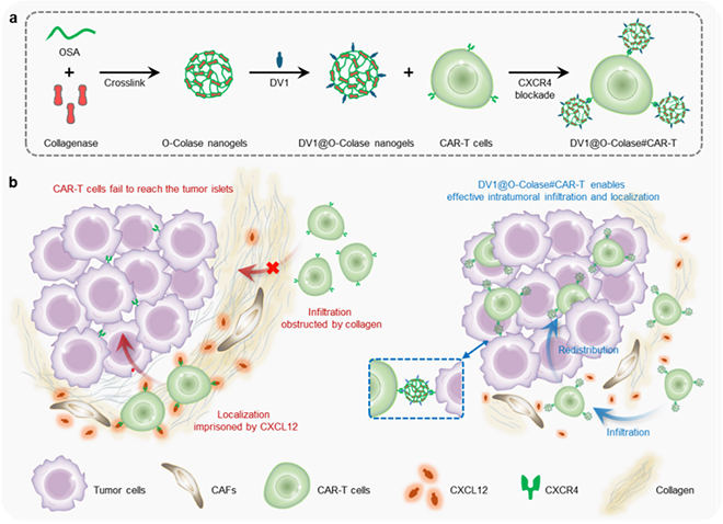 宝运莱·(中国区)官方网站